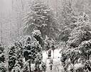 Snow Covered Hillside With Small Evergreens - 2.jpg